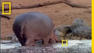 Harmonious Hippos and Crocs  National Geographic [upl. by Eves107]