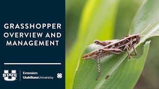 Grasshopper Overview and Management [upl. by Nelak]