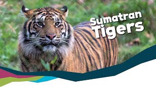 Keeper Talk  Sumatran Tigers [upl. by Ahsyen]