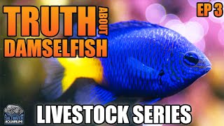 The Truth About DAMSELFISH  Livestock Series [upl. by Terencio370]