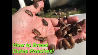 How to Start a Dubia Roach Colony [upl. by Setiram]