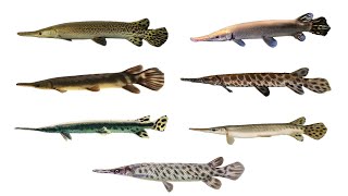 7 Gar Fish Species  Types of Gar Fish [upl. by Bartholomew]