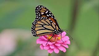 Monarch Butterfly Life Cycle [upl. by Lundquist]