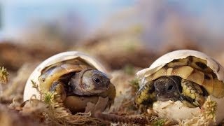 Schlüpfen Griechischer Landschildkröten  Greek tortoise hatching [upl. by Enomsed]