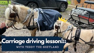 Getting started with pony carriage driving  step by step lesson  Teddy the Shetland [upl. by Volnay]