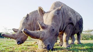 Top 5 Inspirational Animal Conservation Stories  BBC Earth [upl. by Mancino]