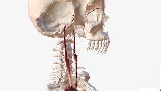 Internal Carotid Artery  Anatomy Branches amp Relations [upl. by Blum494]