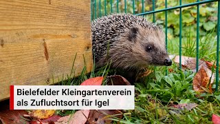 Bielefelder Kleingärtner helfen acht Igeln auf die Beine [upl. by Tessie]