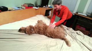 Irish Terrier Helps Make The Bed [upl. by Naerda]