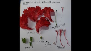 DISSECTION OF HIBISCUS FLOWER  Hibiscus rosasinesis  China Rose [upl. by Einaj]