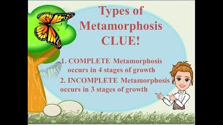 METAMORPHOSIS  Complete and Incomplete Metamorphosis [upl. by Pugh]