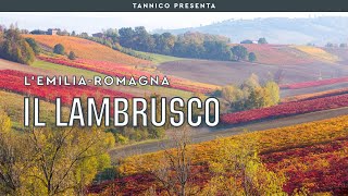 Il Lambrusco l’anima dellEmilia  Tannico Flying School [upl. by Sielen]