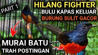 CARA MERAWAT MURAI BATU TRAH POSTINGAN AGAR MURAI BATU GACOR FULL MATERI [upl. by Norvall202]