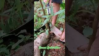 membuat bogel bonsai loa tutorialbonsaificus [upl. by Nnaik]