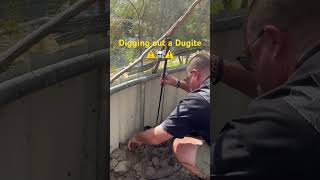 Removing a deadly Pseudonaja affinis aka Dugite ⚠️☠️⚠️ [upl. by Yleoj]