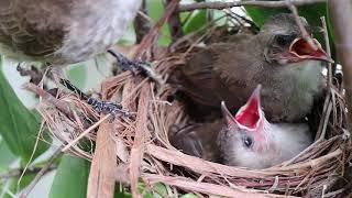 Yellow Vented Bulbuls Hatching [upl. by Yann481]