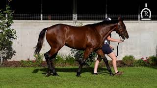 LOT 263  DUNDEEL X LUCKY THIRTEEN  COLT [upl. by Mallis]