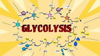 Understanding Glycolysis The Energy Pathway of Life glycolysis cellularrespiration biology [upl. by Anhej]