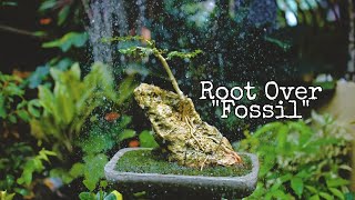 EP 3  Root Over quotFossilquot Argao Taiwan Bonsai  Premna Microphylla  Repotting [upl. by Thain272]