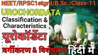 Urochordata Classification and Characters in Hindi BSc 2nd Yr  यूरोकॉर्डेटा वर्गीकरण एवं विशेषताए [upl. by Otter]