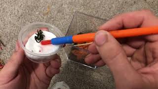 Unboxing hyylus diardi jumping spiders [upl. by Burty]