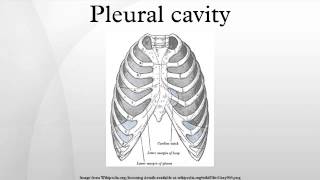 Pleural cavity [upl. by Erbas]