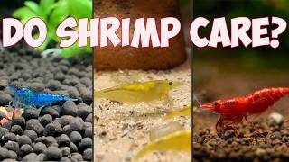 Shrimp Keeping Basics Pt2  Which Substrate is Best [upl. by Adnorrehs]