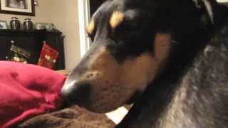 Turk  dog jaw spasm Chattering Video  FINALLY DIAGNOSED amp TREATED [upl. by Ama]