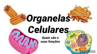 ORGANELAS CELULARES  Biologia Celular  Célula Animal Quais são e suas Funções [upl. by Leanor]