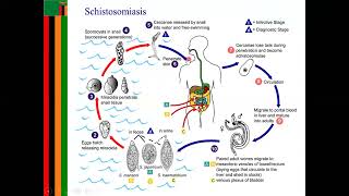 schistosomiasis LIFE CYCLE [upl. by Steffane]