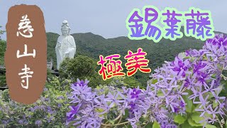 輕輕鬆鬆，寺院遊蹤 慈山寺 參學 登記來寺  錫葉藤 錫紫藤  Tsz Shan Monastery  Online registration  Sandpaper Vine [upl. by Eldredge]