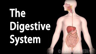 Physiology Basics the Digestive System Animation [upl. by Bouzoun565]