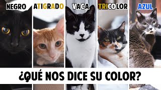 Conoce mejor a tu GATO según el COLOR DE SU PELO  Gatunalidad y curiosidades felinas [upl. by Eulau]