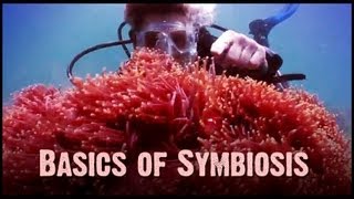 Symbiosis Mutualism Commensalism and Parasitism [upl. by Salkcin]