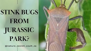 Leaf Footed Bugs What You Need to Know garden pests [upl. by Lybis]