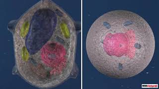 Comparison Between Plant Cell and Animal Cell [upl. by Irra88]