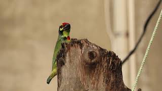 Coppersmith Barbet 15 10 24 S Jal Asd Rd a 1 [upl. by Rapsag]