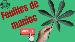 FEUILLES DE MANIOC  Bienfaits vertus recette et contreindications  BecTherapy [upl. by Lucienne]