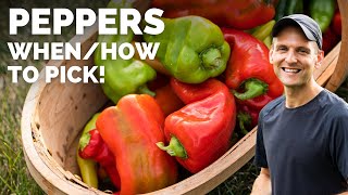 Tips for Picking Peppers [upl. by Annawal588]