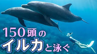 【御蔵島】イルカ150頭の仲間になってきました [upl. by Valeria]