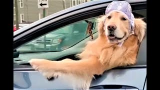 Die besten Hunde Videos 2021 Teil 3 Cute and Funny Dogs Videos [upl. by Tala]