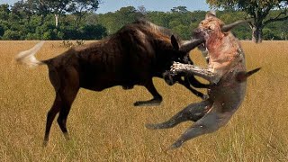 Mother Wildebeest attacks Lion very hard to save her baby  Wild Animals Attack [upl. by Aicilram]