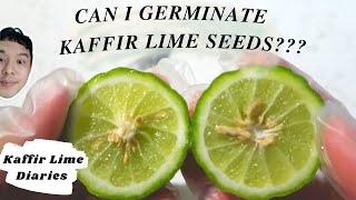 HOW TO GERMINATE KAFFIR LIME SEEDS SUCCESSFULLY [upl. by Alpheus]