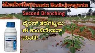 ಟೊಮೇಟೊTomato Baahu syngentasecond Drenching ವೈರಸ್ ತಡೆಗಟ್ಟಲು ಈ ಕಾಂಬಿನೇಷನ್ ಮಾಡಿ [upl. by Nosro825]