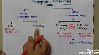 Structure of haemoglobin in hindi  haemoglobin structure in short [upl. by Karin]