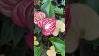 පාට පාට livium teamanthurium loversgarden [upl. by Summers]