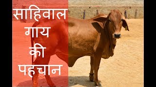 Characteristics of sahiwal cow [upl. by Akcemat]