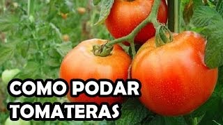 Poda del tomate muy fácil  La Huerta de Ivan [upl. by Bulley]