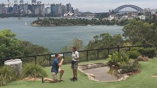 Cockatoo helps zookeepers boyfriend with marriage proposal [upl. by Raynata]