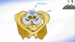 Midbrain or Mesencephalon  Human Brain Anatomy [upl. by Largent]